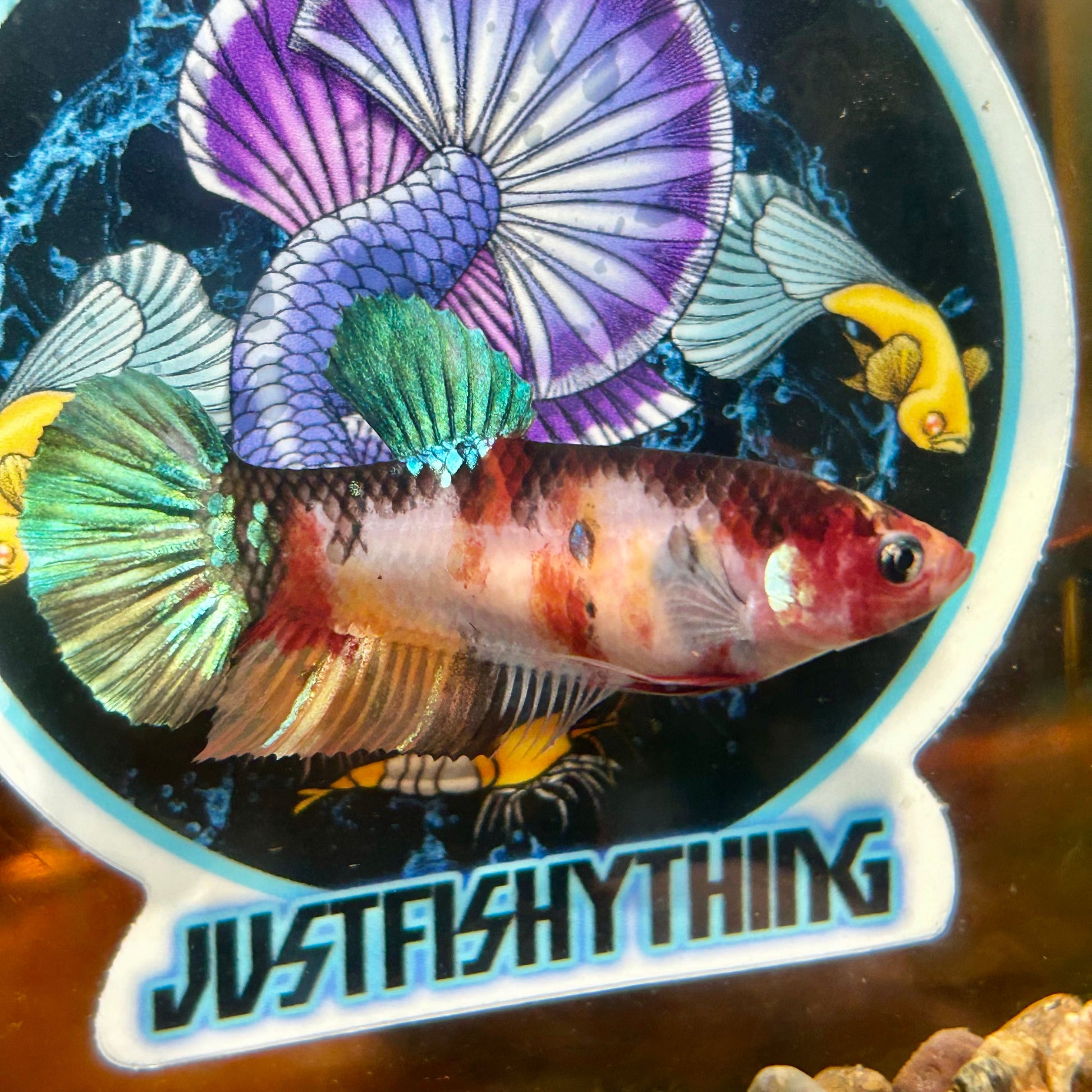 Giant Multicolor Koi Plakat - Female Betta 116