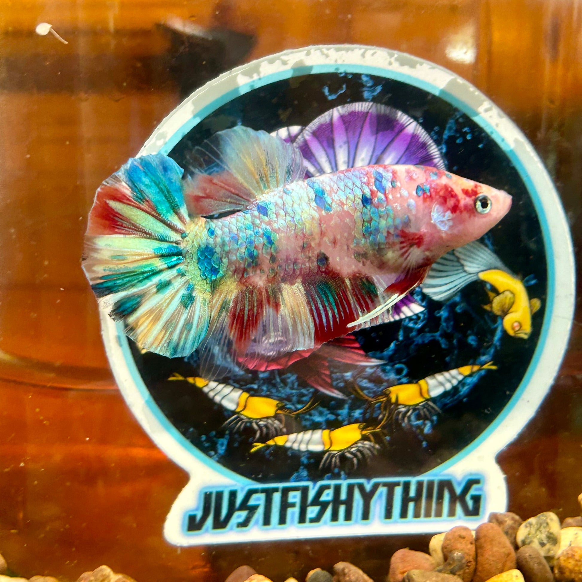 Giant multicolor metallic Plakat - Male Betta 006 BO 5cm