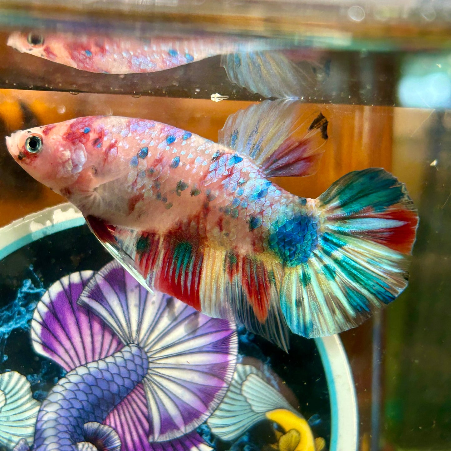 Giant multicolor metallic Plakat - Male Betta 006 BO 5cm