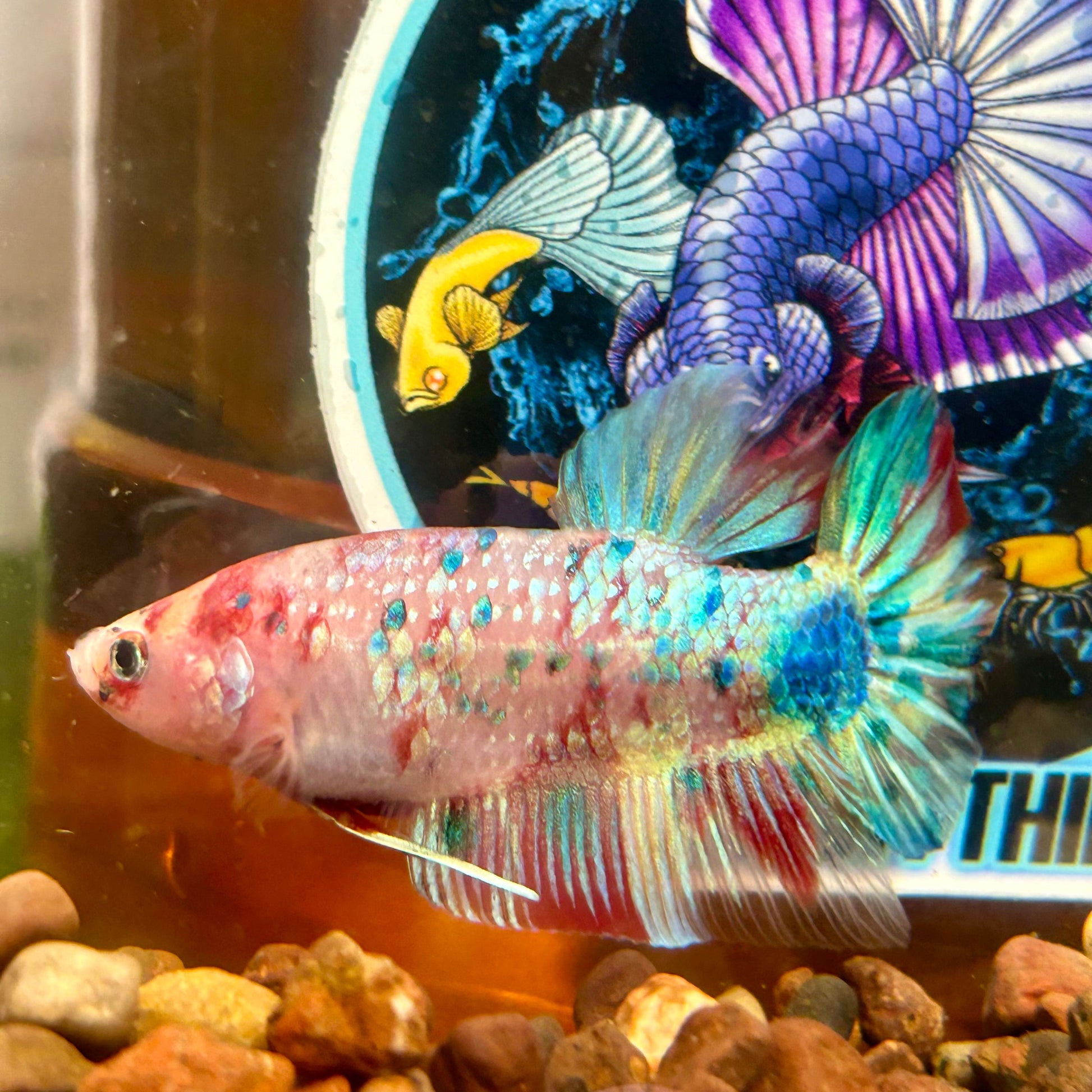 Giant multicolor metallic Plakat - Male Betta 006 BO 5cm