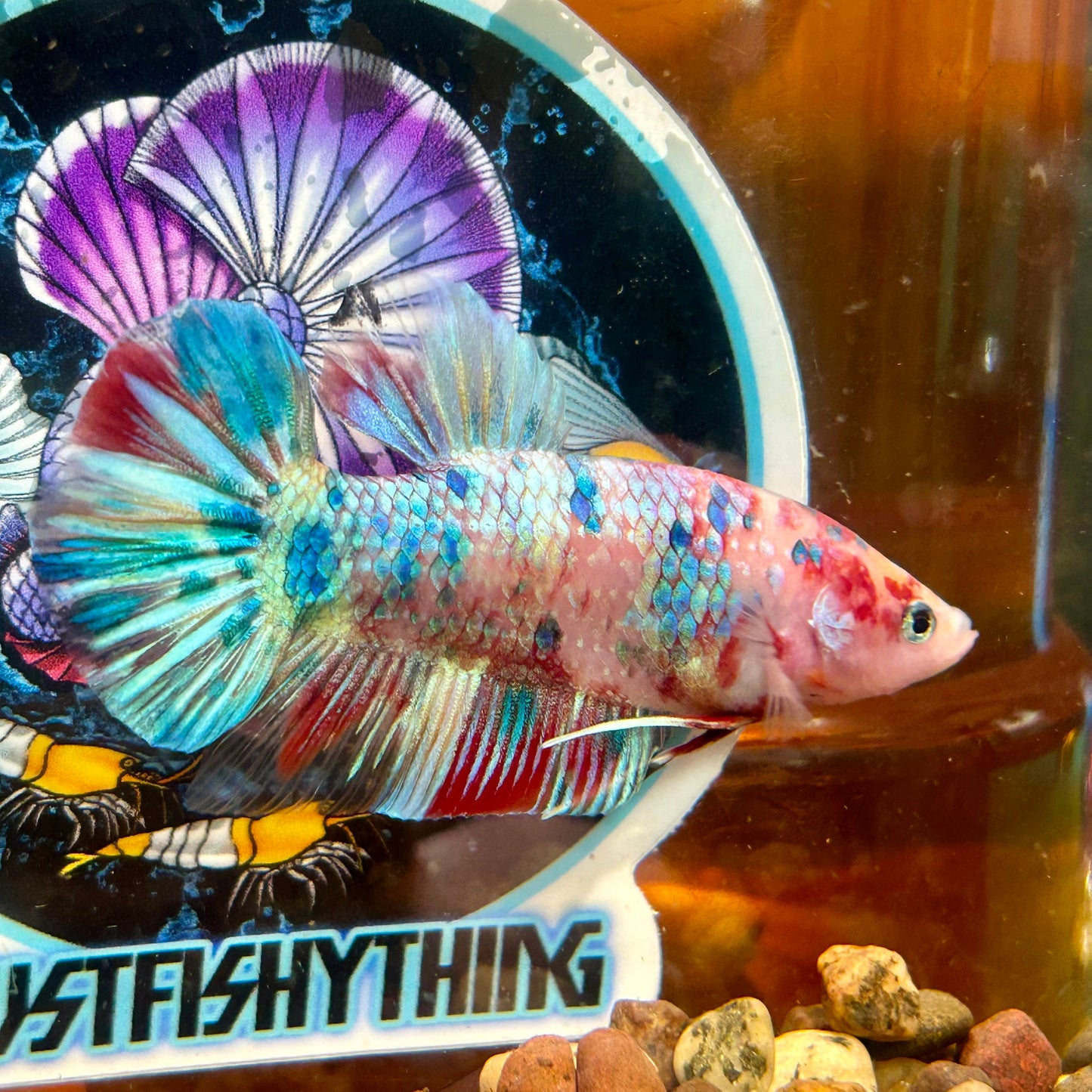 Giant multicolor metallic Plakat - Male Betta 006 BO 5cm