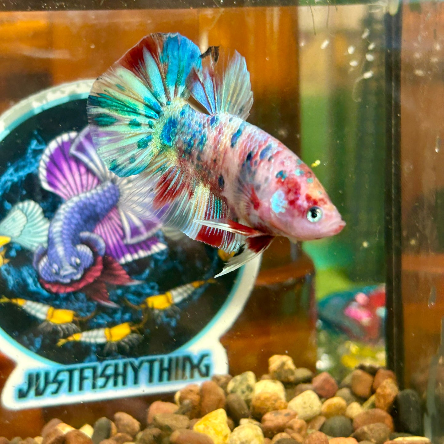 Giant multicolor metallic Plakat - Male Betta 006 BO 5cm