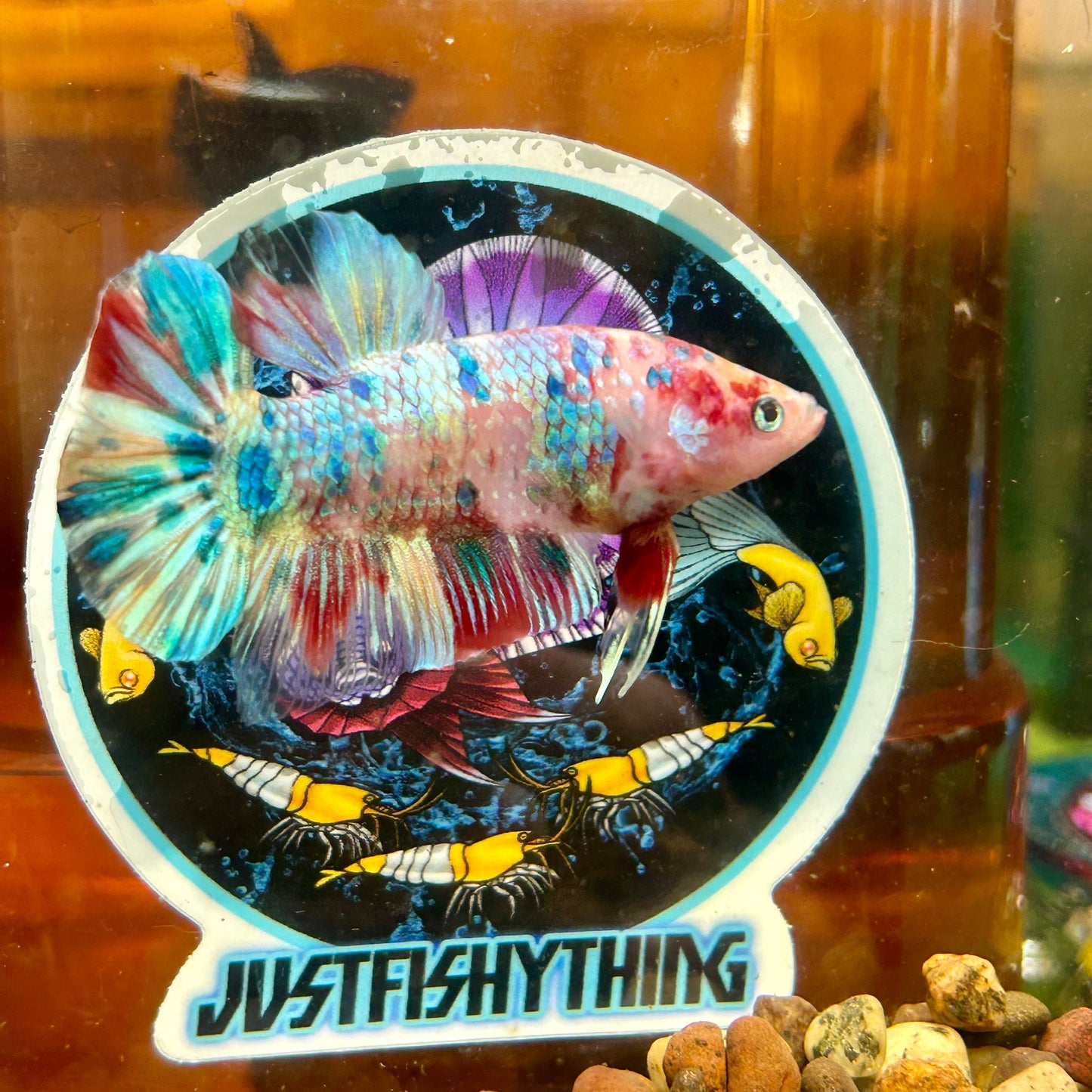 Giant multicolor metallic Plakat - Male Betta 006 BO 5cm