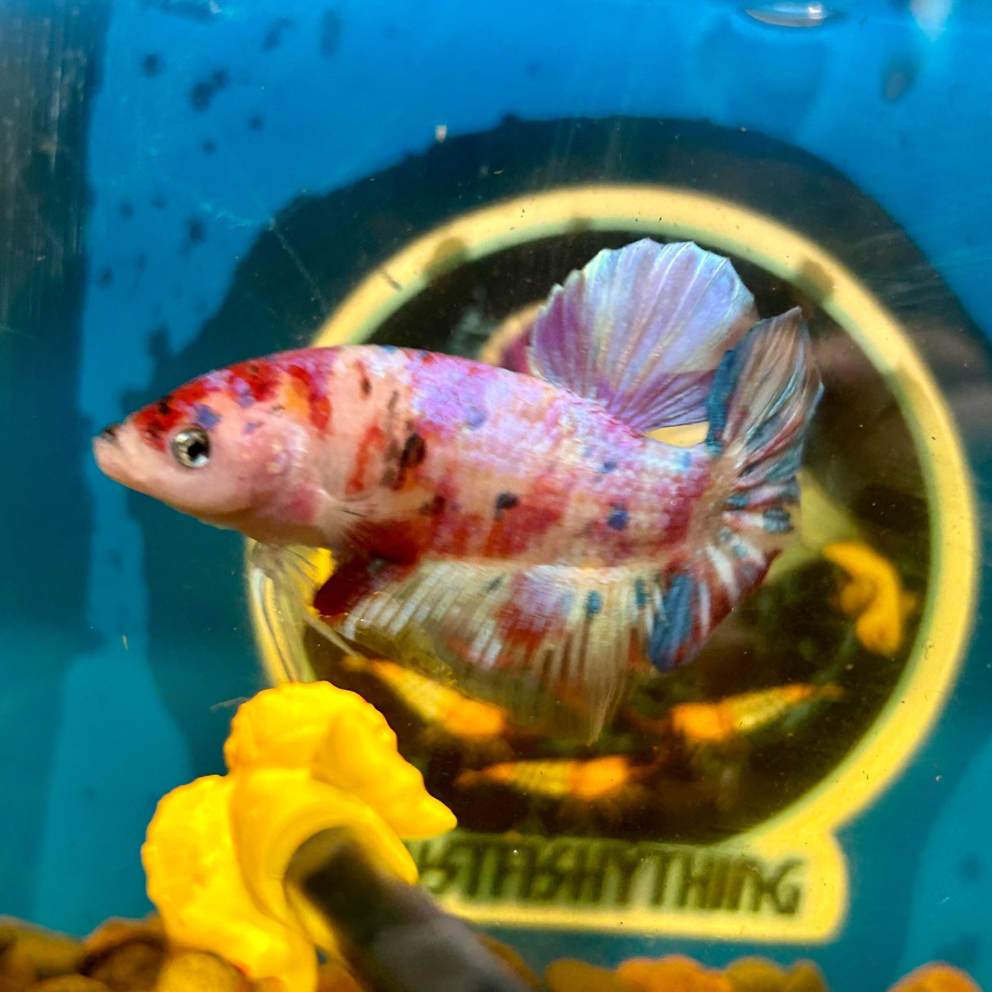 Giant multicolor metallic Plakat - Male Betta 014 BO 5cm