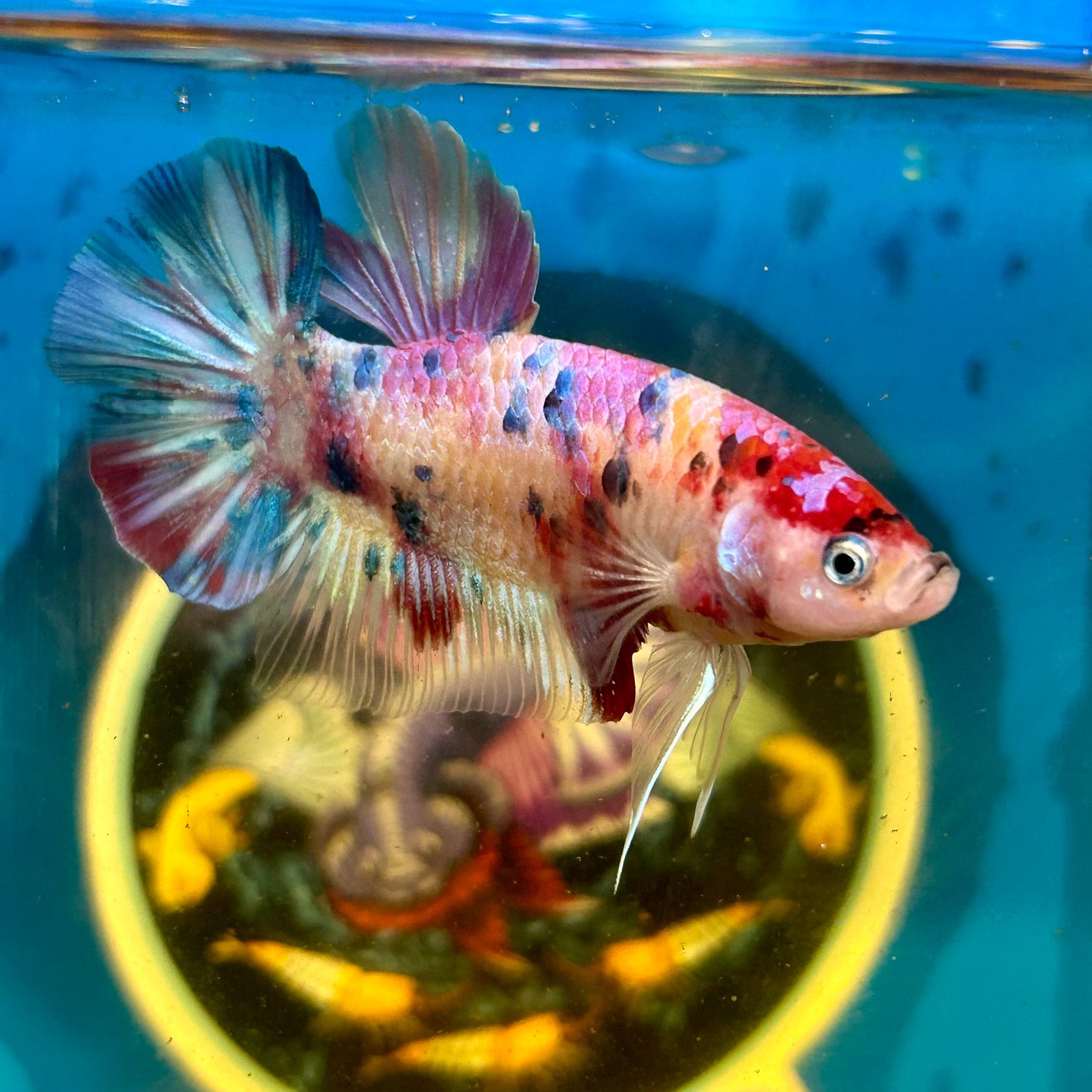 Giant multicolor metallic Plakat - Male Betta 014 BO 5cm