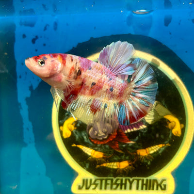 Giant multicolor metallic Plakat - Male Betta 014 BO 5cm