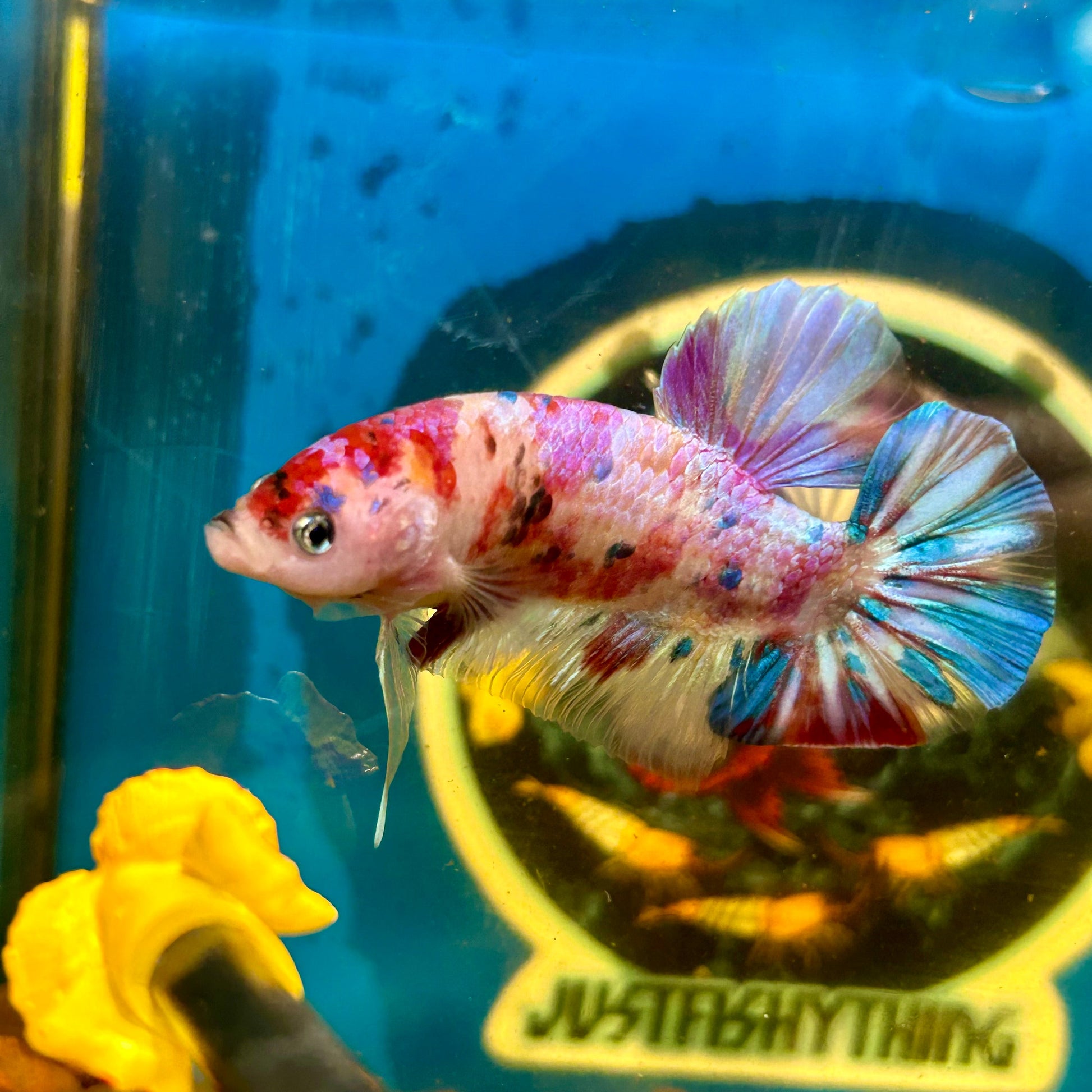 Giant multicolor metallic Plakat - Male Betta 014 BO 5cm