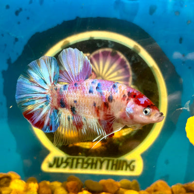 Giant multicolor metallic Plakat - Male Betta 014 BO 5cm