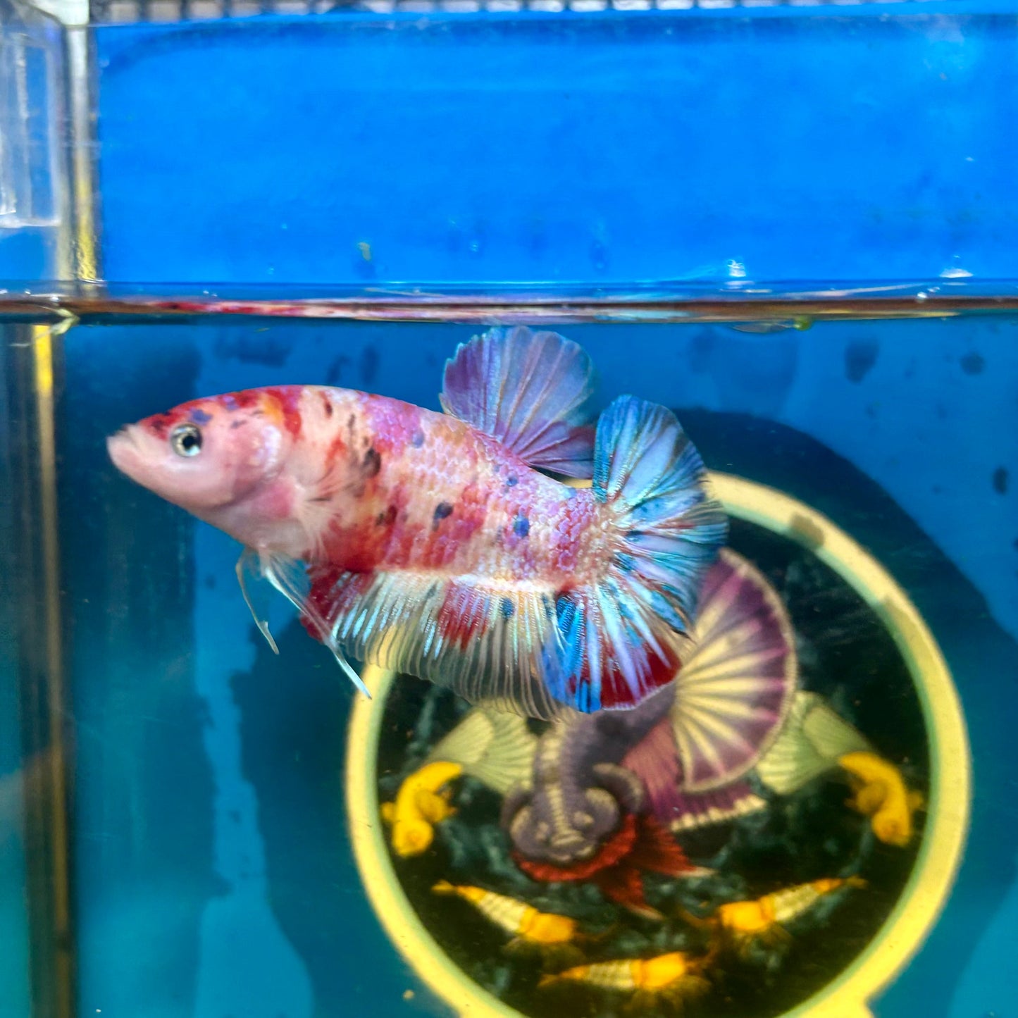 Giant multicolor metallic Plakat - Male Betta 014 BO 5cm