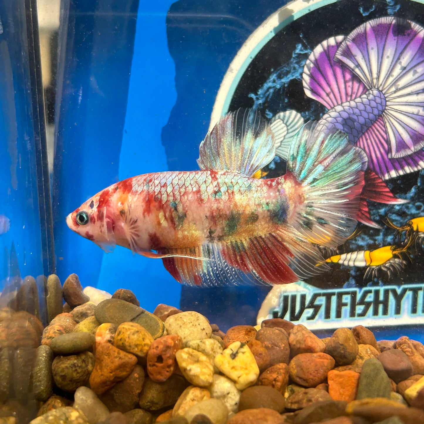 Giant multicolor metallic Plakat - Male Betta 128 BO 5cm