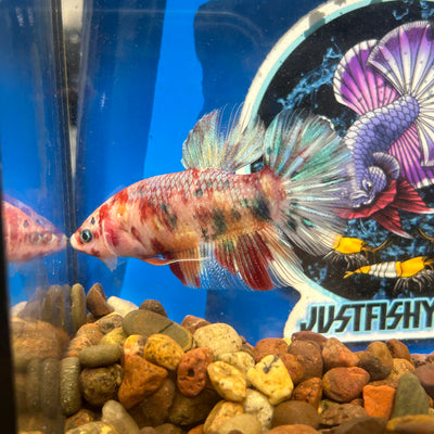 Giant multicolor metallic Plakat - Male Betta 128 BO 5cm