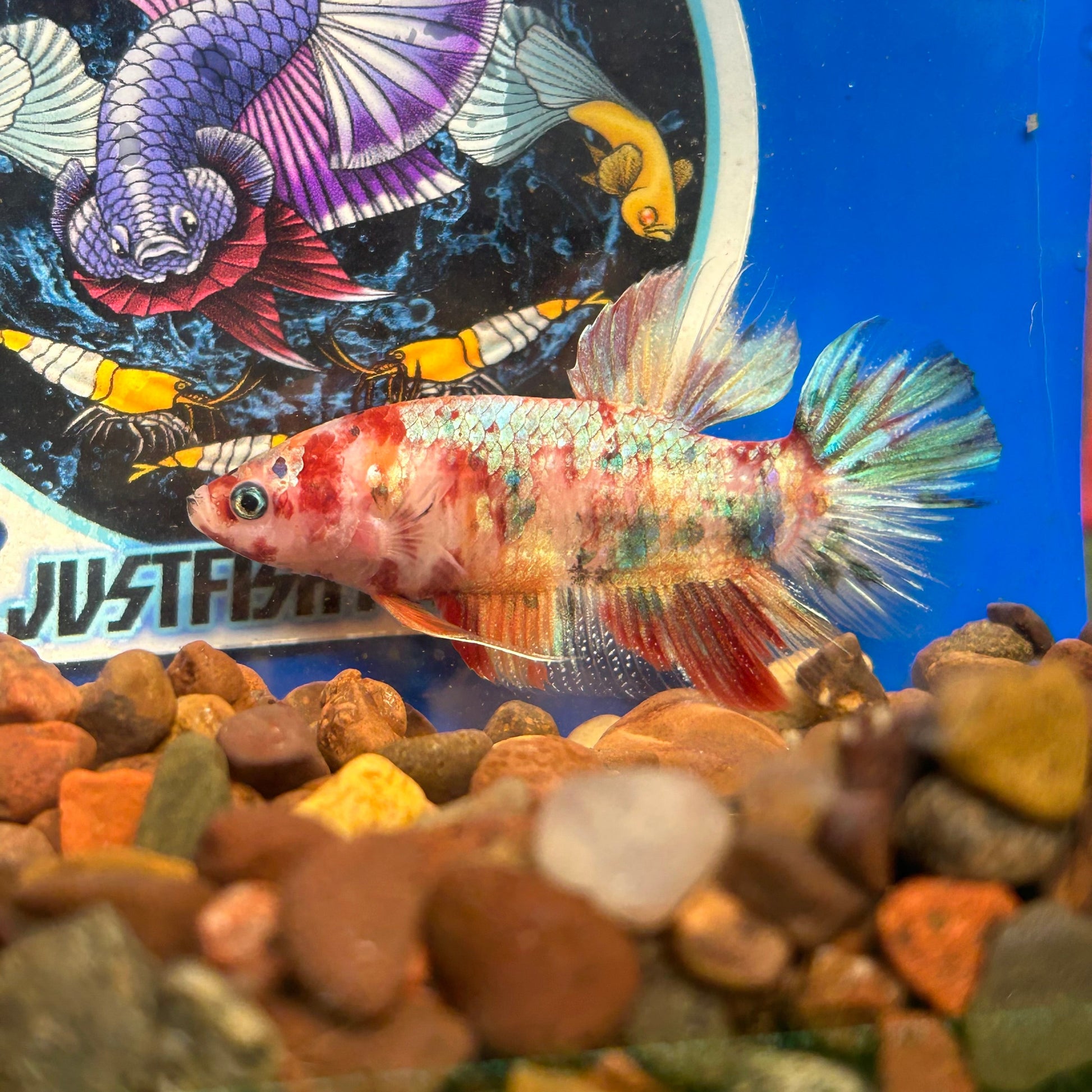 Giant multicolor metallic Plakat - Male Betta 128 BO 5cm