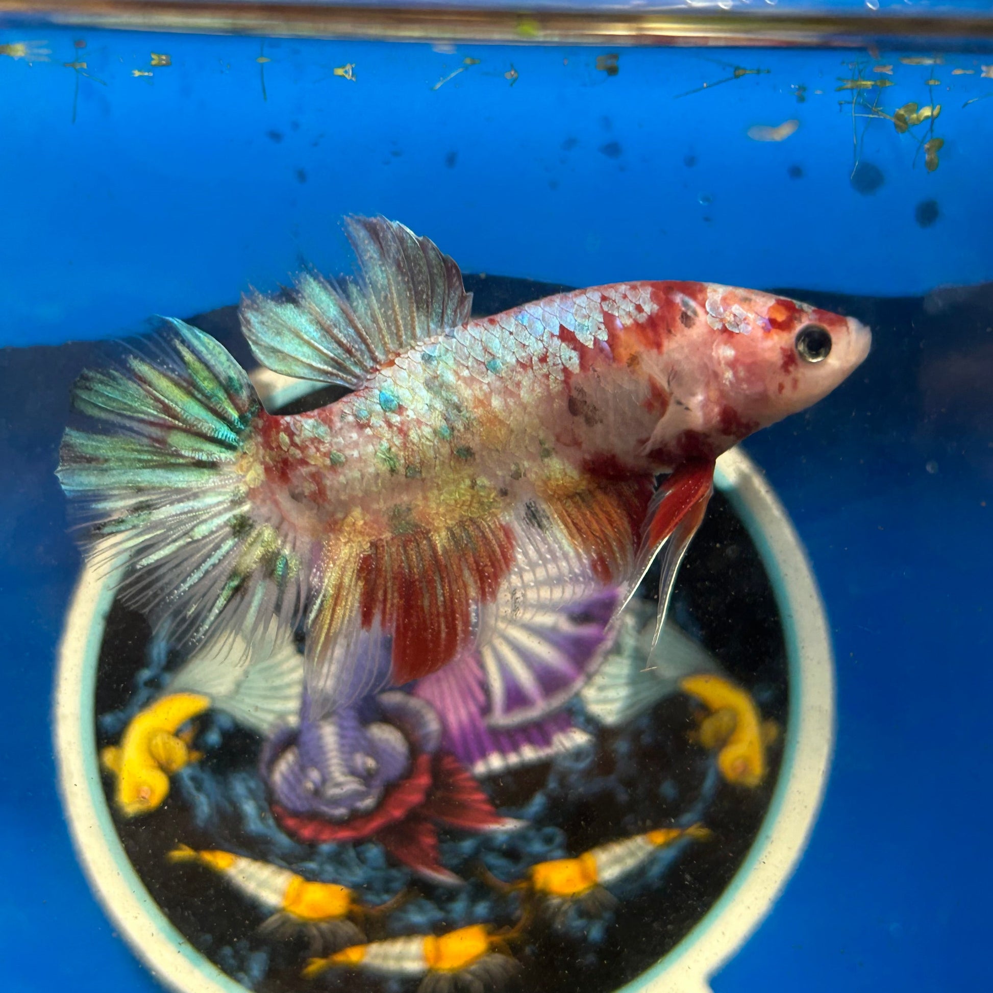 Giant multicolor metallic Plakat - Male Betta 128 BO 5cm