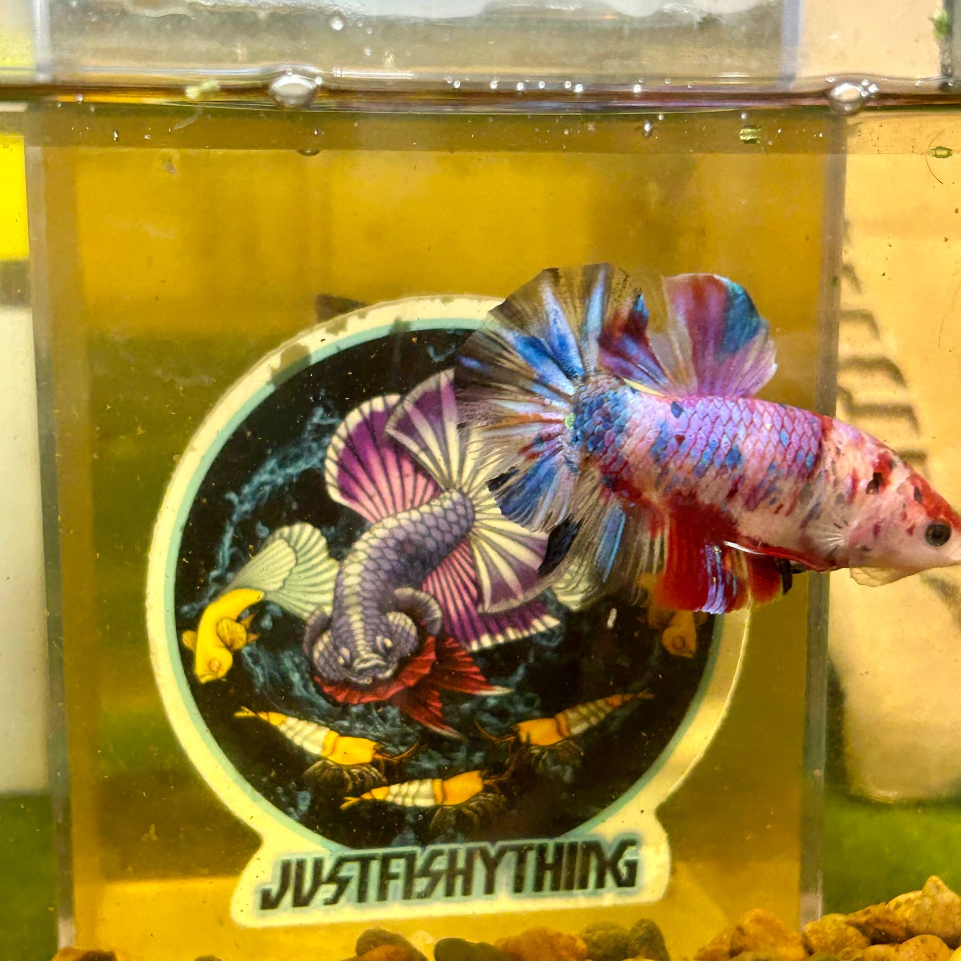 Giant multicolor metallic Plakat - Male Betta 142 BO 5cm