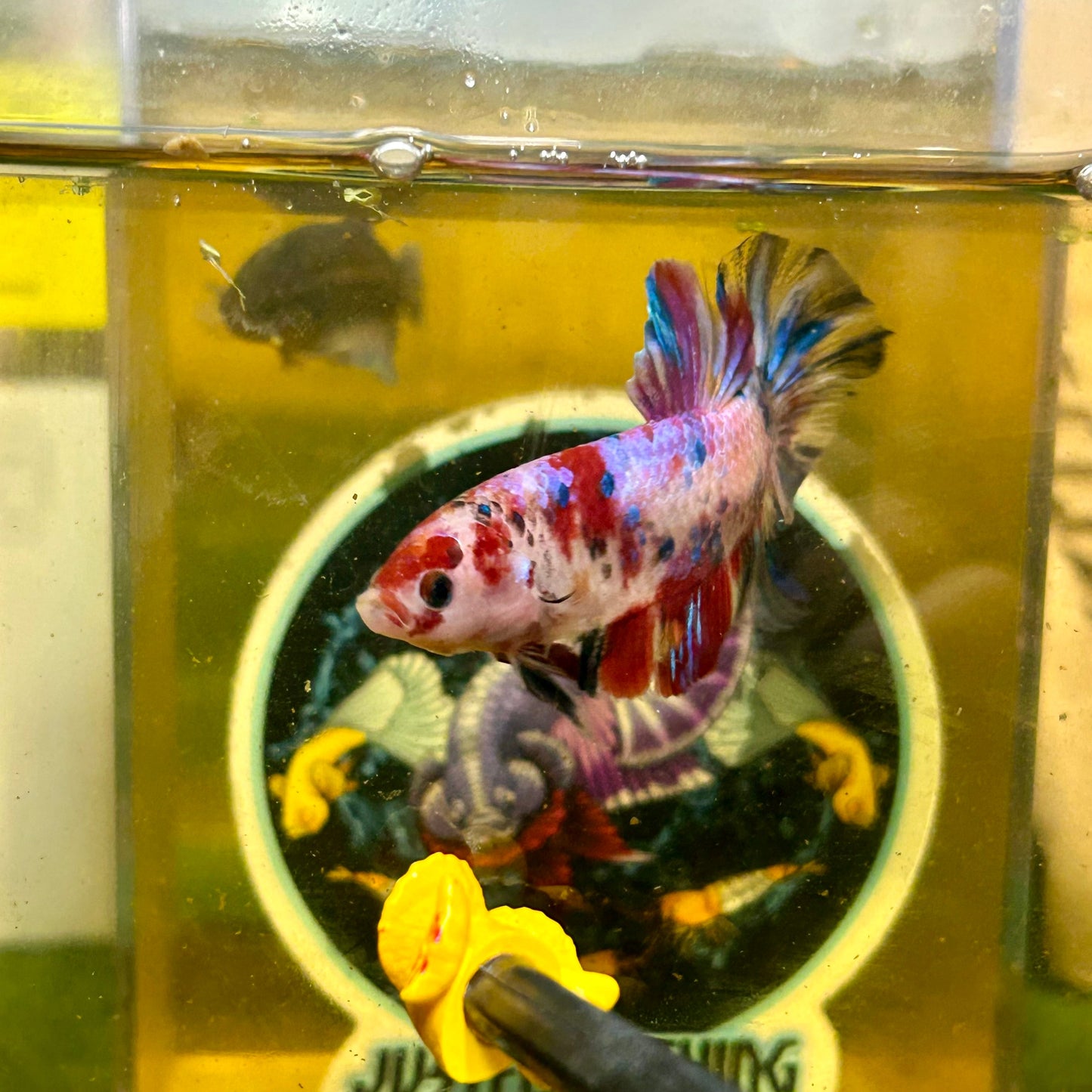 Giant multicolor metallic Plakat - Male Betta 142 BO 5cm