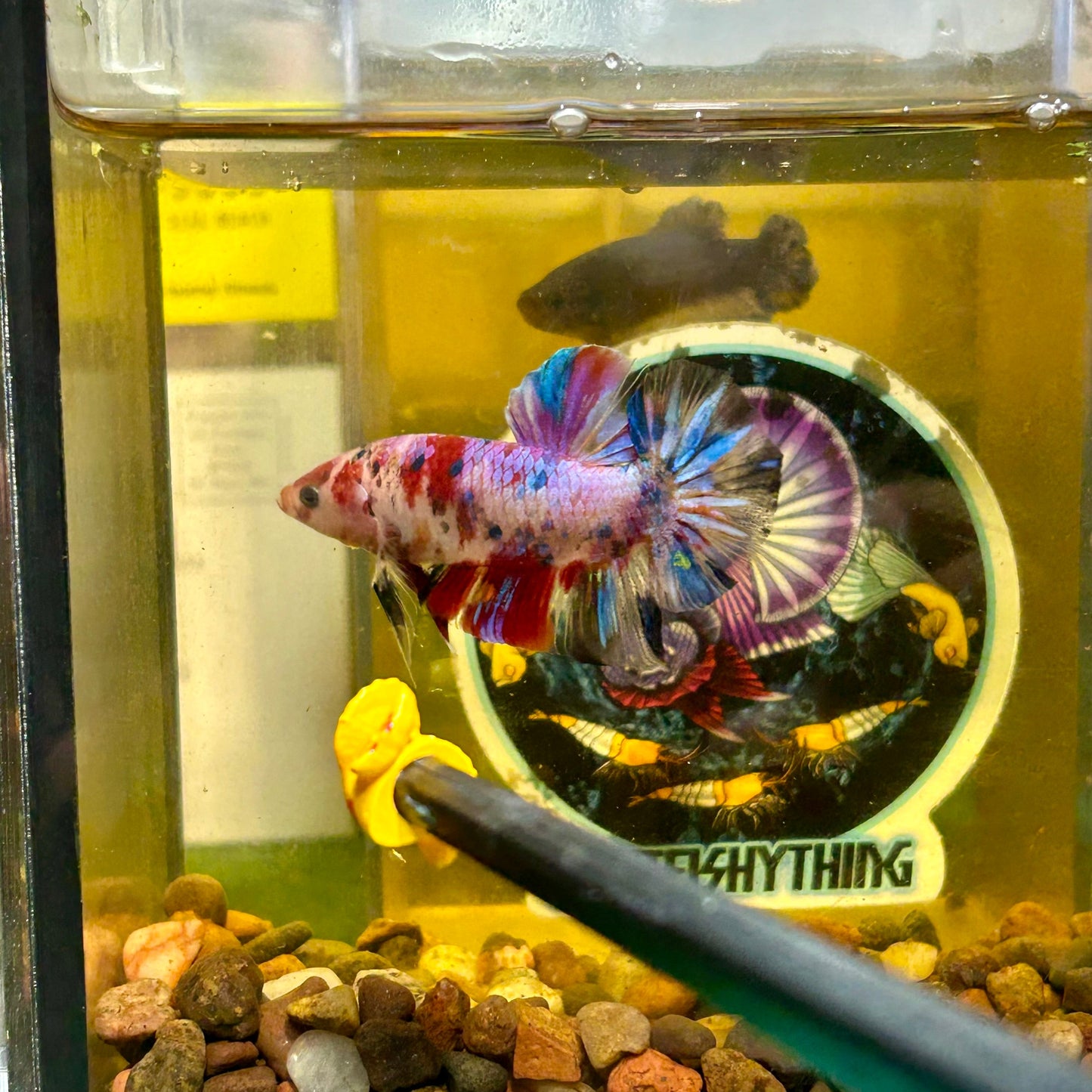 Giant multicolor metallic Plakat - Male Betta 142 BO 5cm