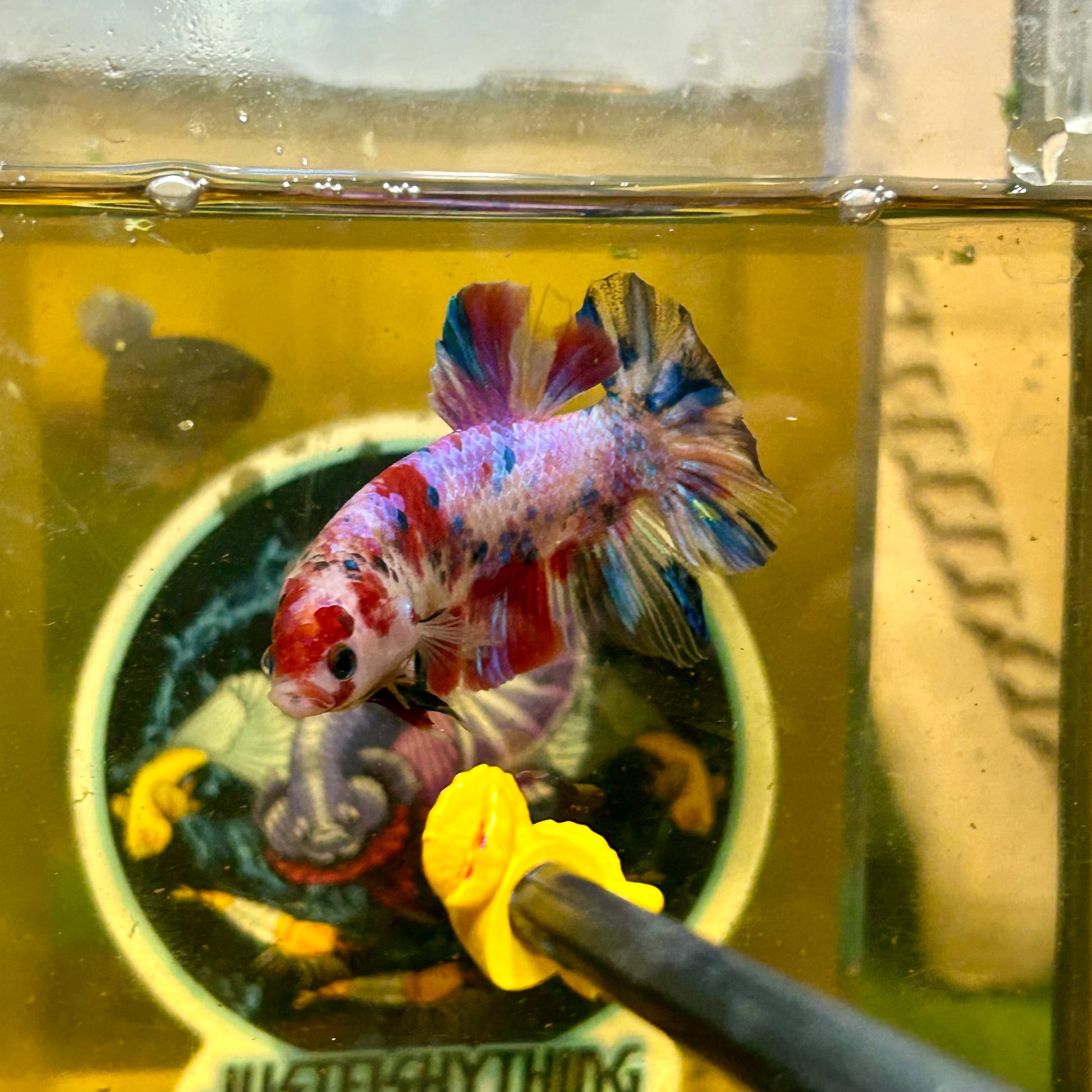 Giant multicolor metallic Plakat - Male Betta 142 BO 5cm