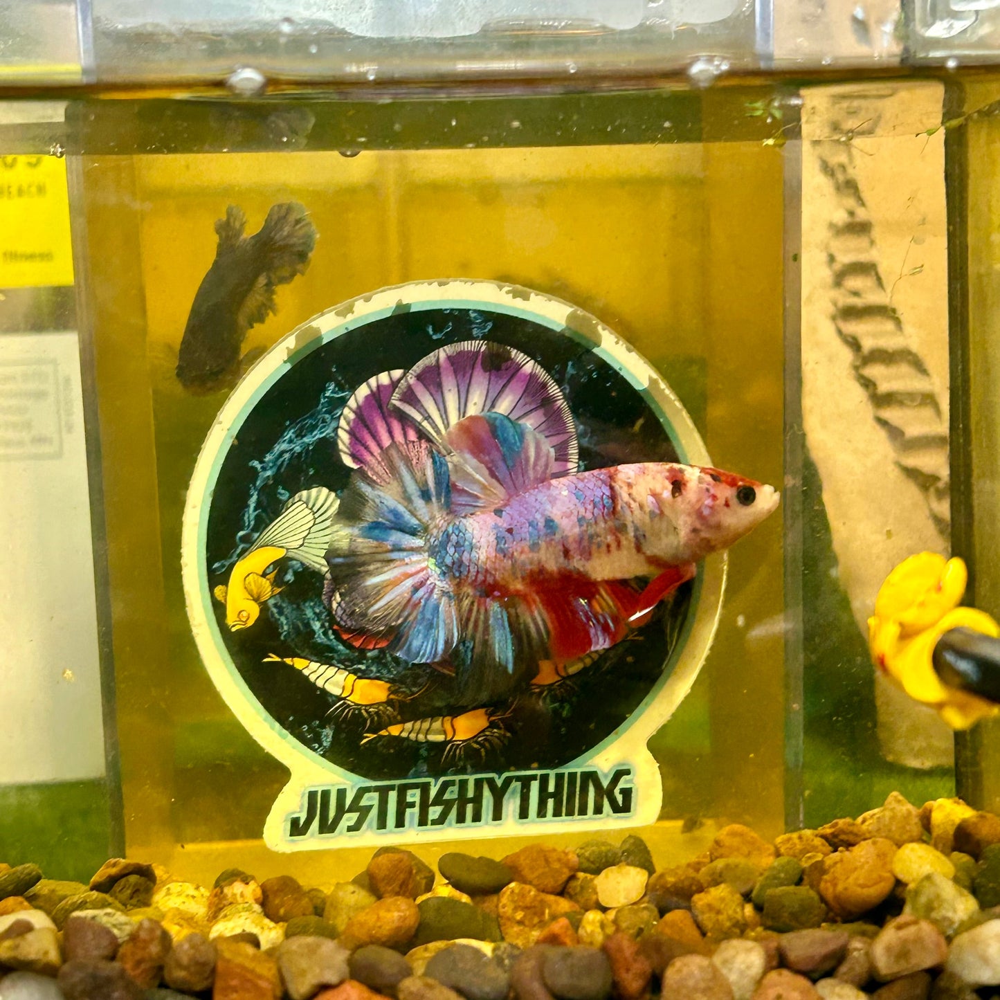 Giant multicolor metallic Plakat - Male Betta 142 BO 5cm