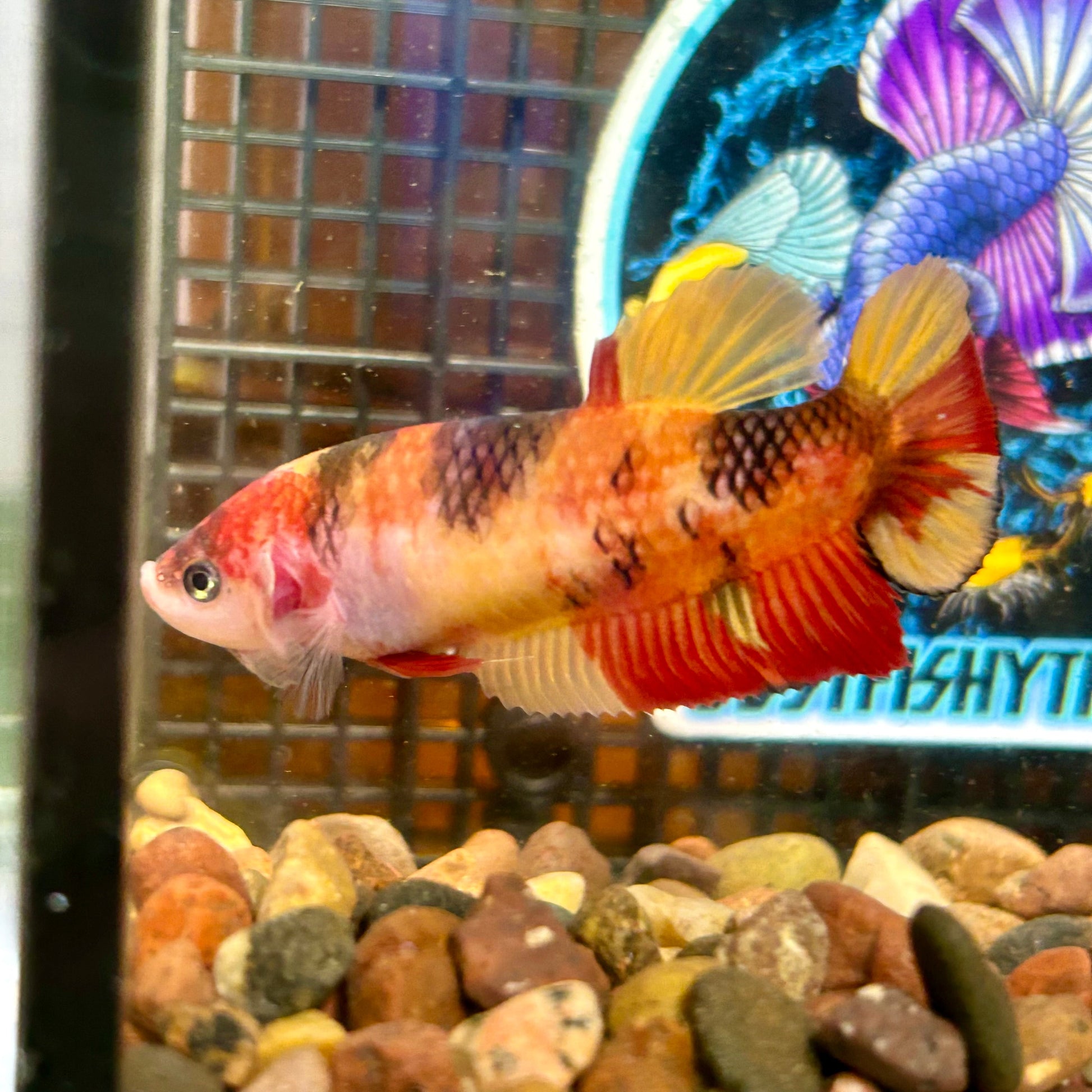 Giant Nemi Koi Plakat - Female Betta 101