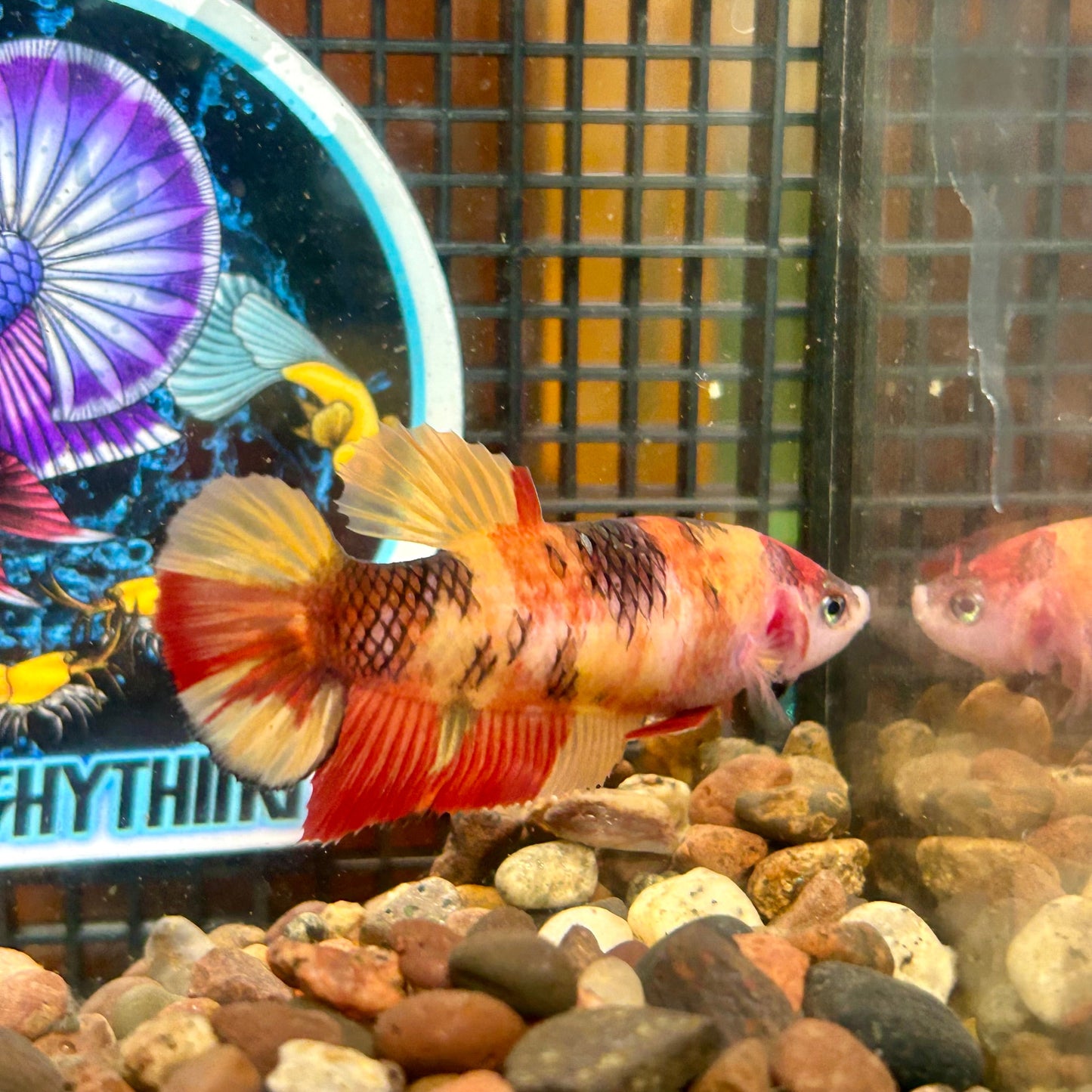 Giant Nemi Koi Plakat - Female Betta 101