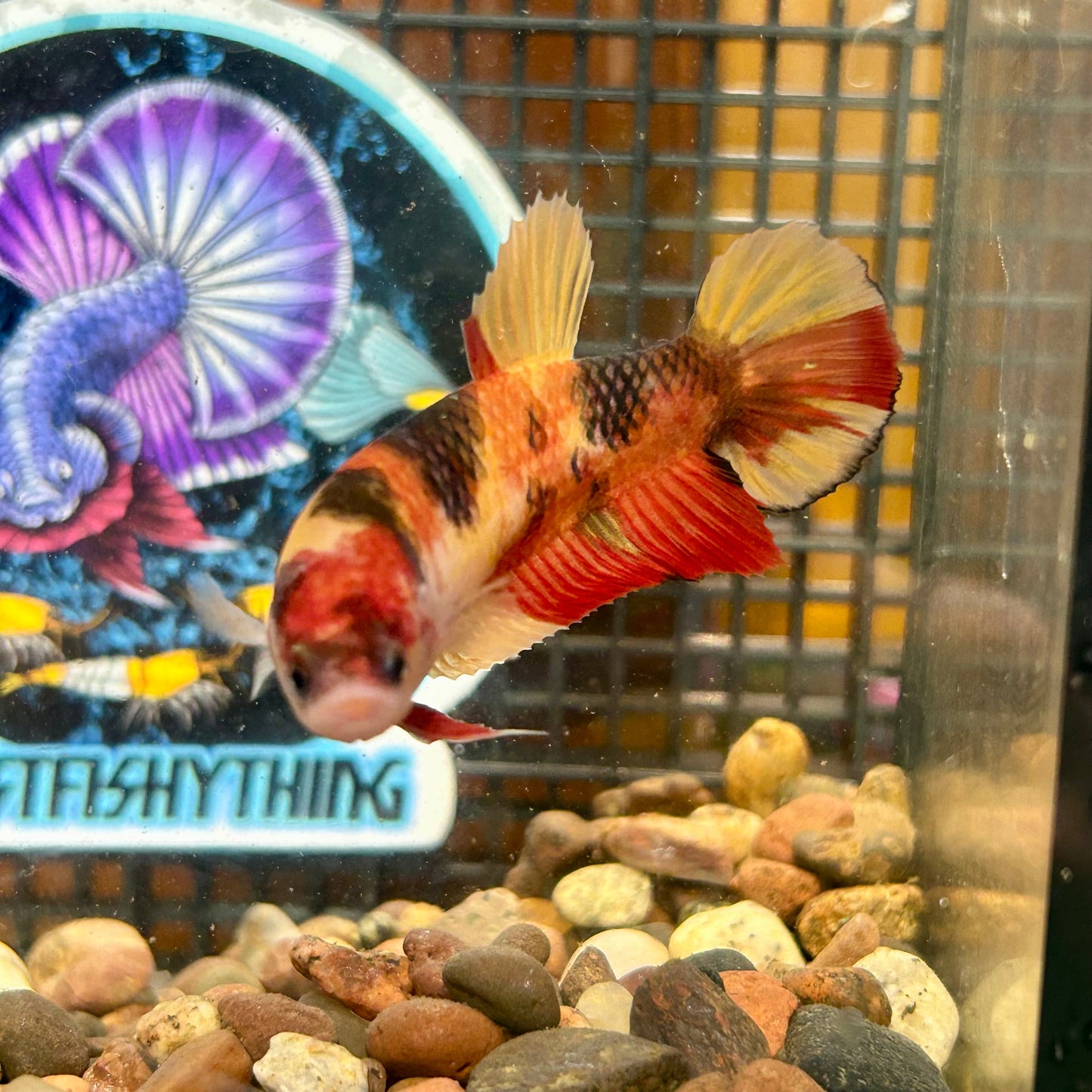 Giant Nemi Koi Plakat - Female Betta 101