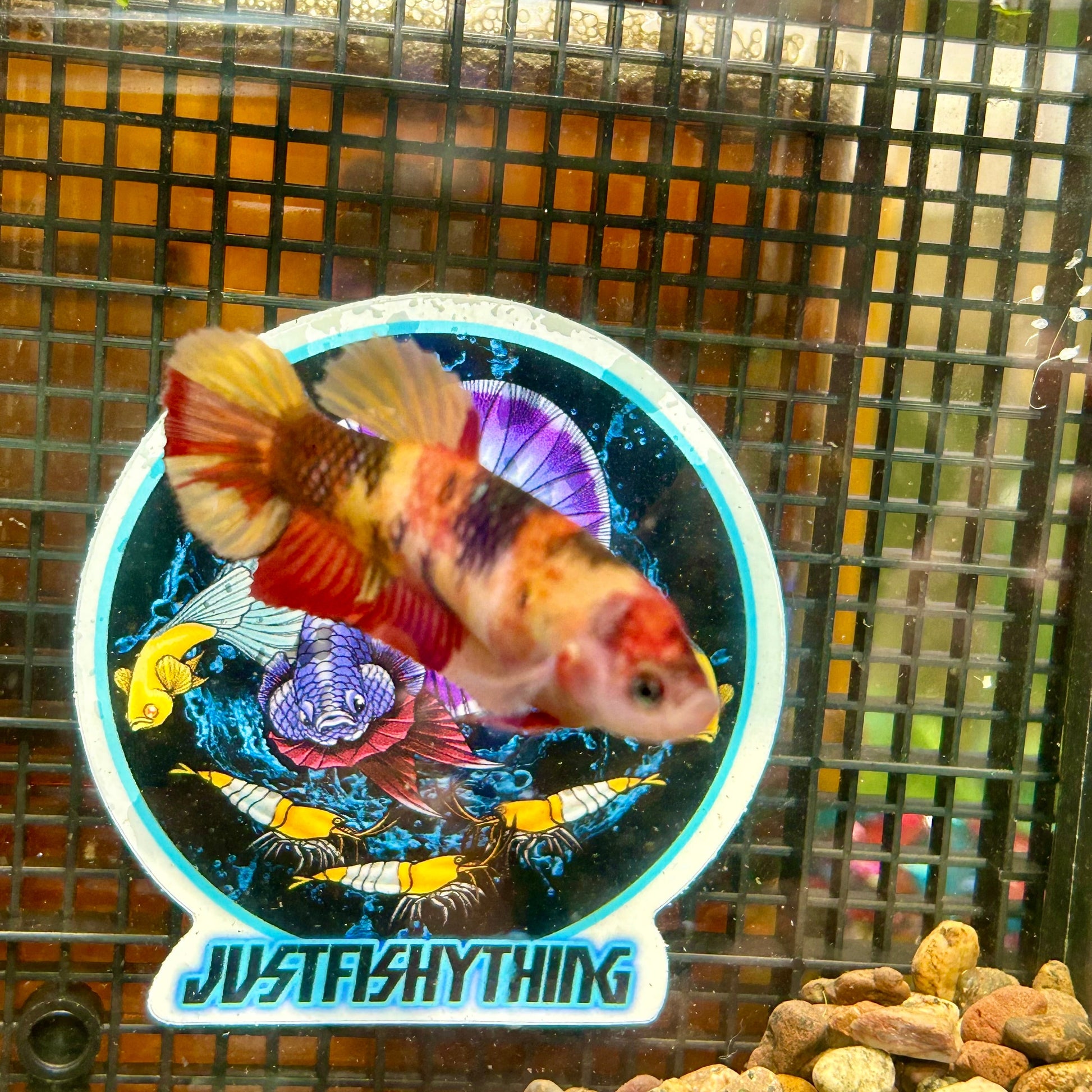 Giant Nemi Koi Plakat - Female Betta 101