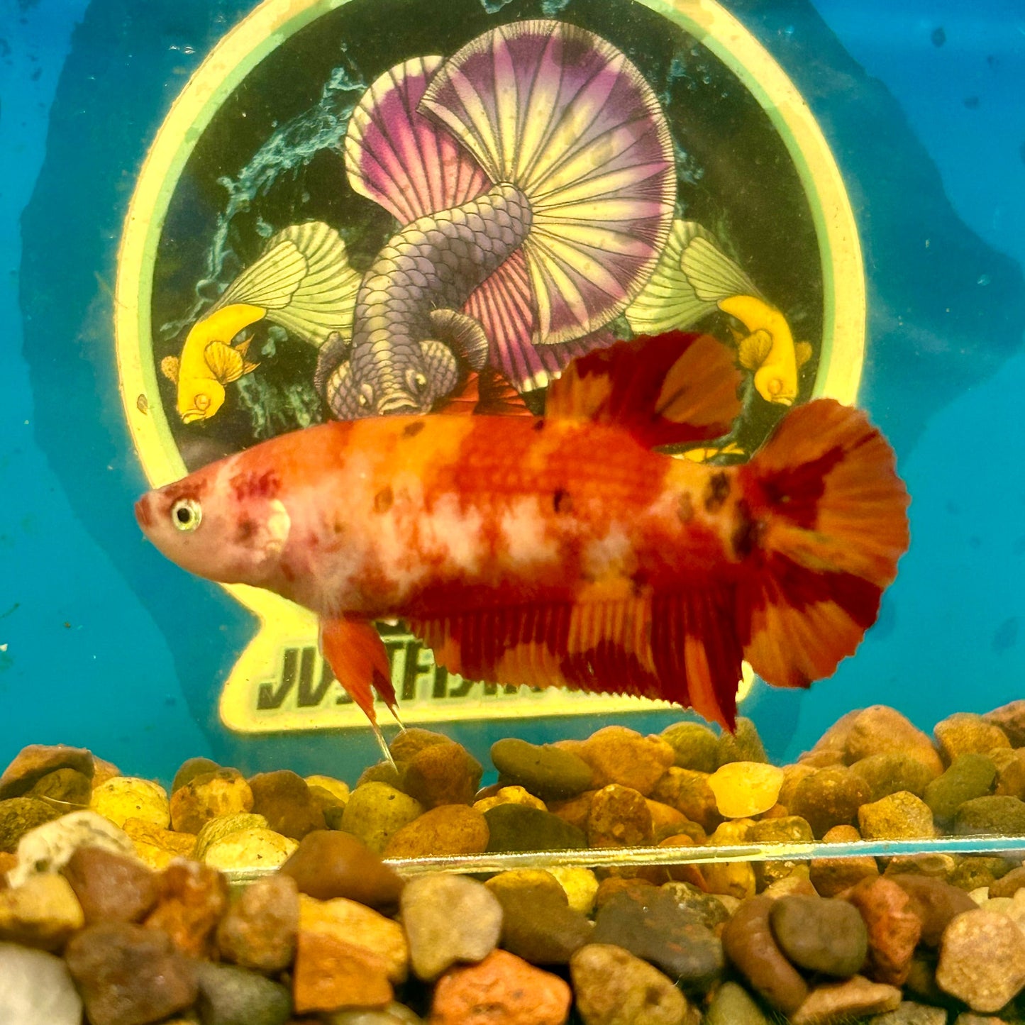 Giant Nemo Koi Plakat - Female Betta 196