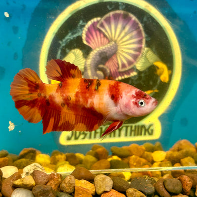 Giant Nemo Koi Plakat - Female Betta 196