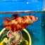 Giant Nemo Koi Plakat - Female Betta 196