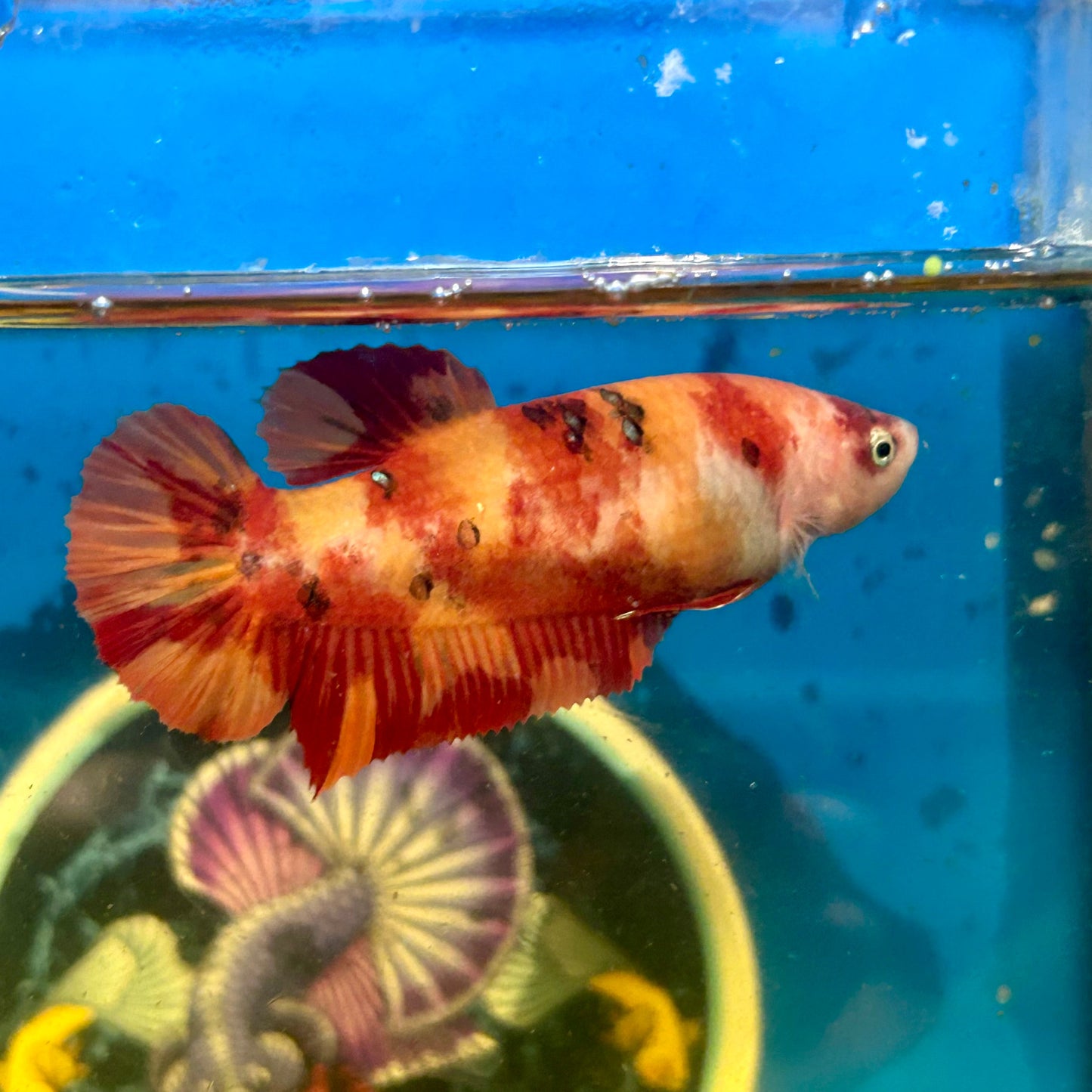 Giant Nemo Koi Plakat - Female Betta 196