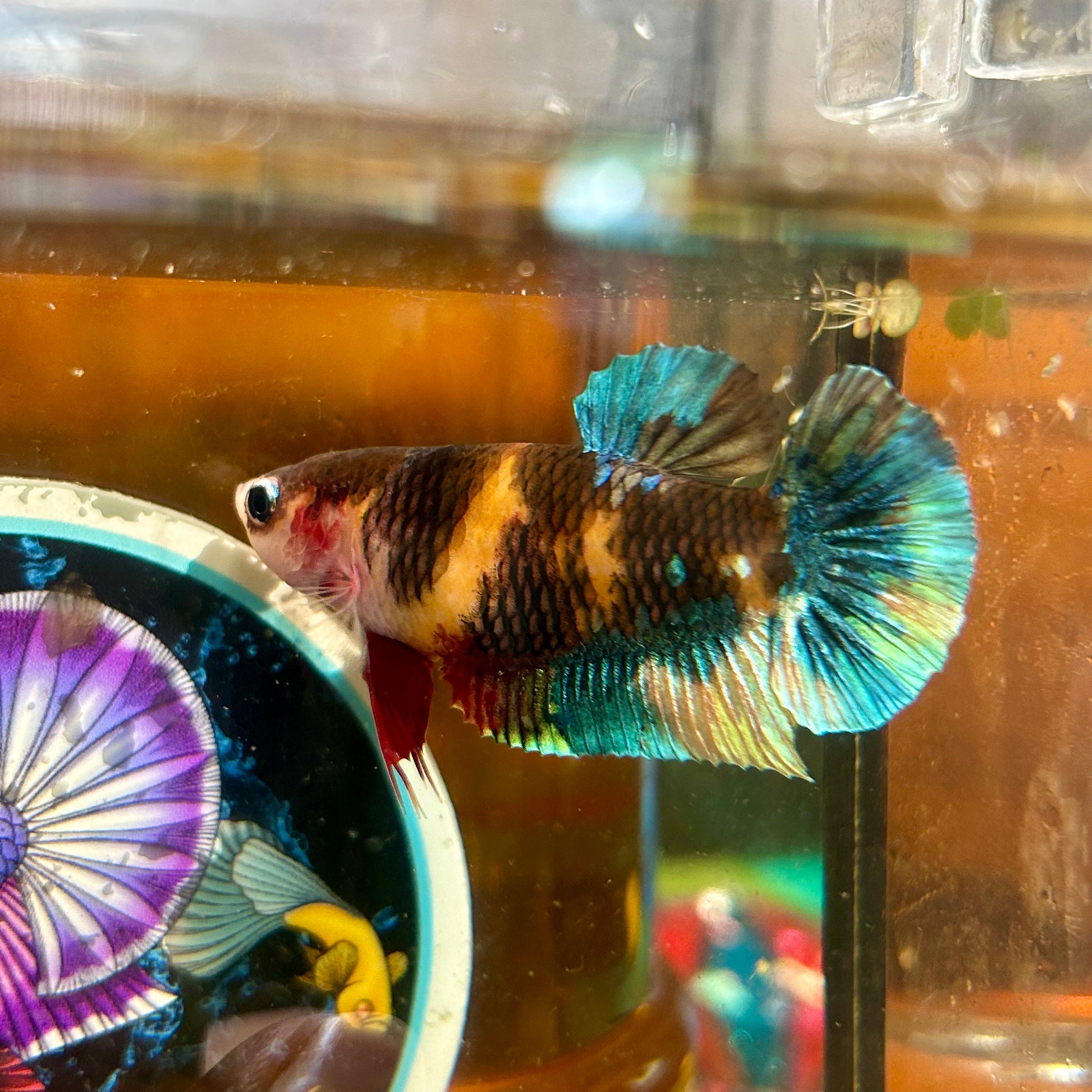 Giant Orange Black Koi Plakat - Female Betta 020