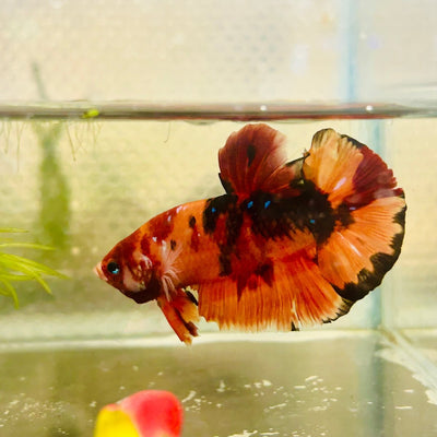Giant Plakat Nemo Classic Male Betta A19