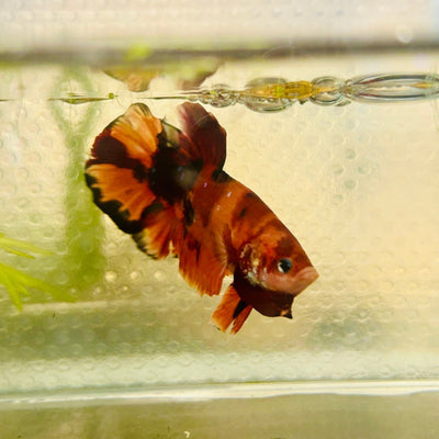 Giant Plakat Nemo Classic Male Betta A19