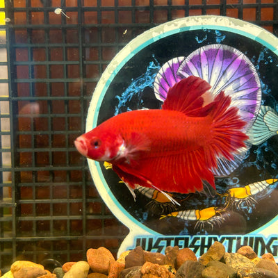 Giant Super Red Plakat - Male Betta 046 BO 4cm