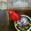 Giant Super Red Plakat - Male Betta 046 BO 4cm