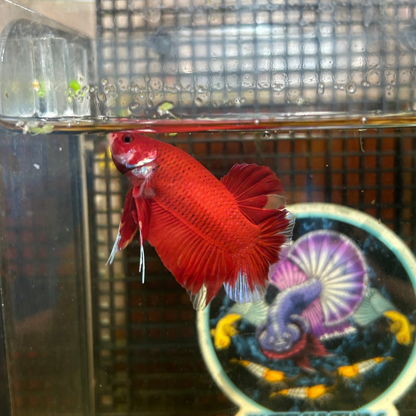 Giant Super Red Plakat - Male Betta 046 BO 4cm