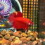 Giant Super Red Plakat - Male Betta 046 BO 4cm