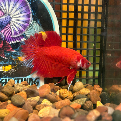 Giant Super Red Plakat - Male Betta 046 BO 4cm