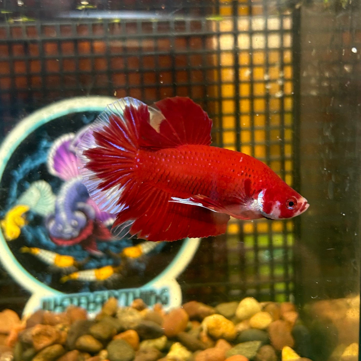 Giant Super Red Plakat - Male Betta 046 BO 4cm