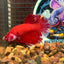 Giant Super Red Plakat - Male Betta 046 BO 4cm