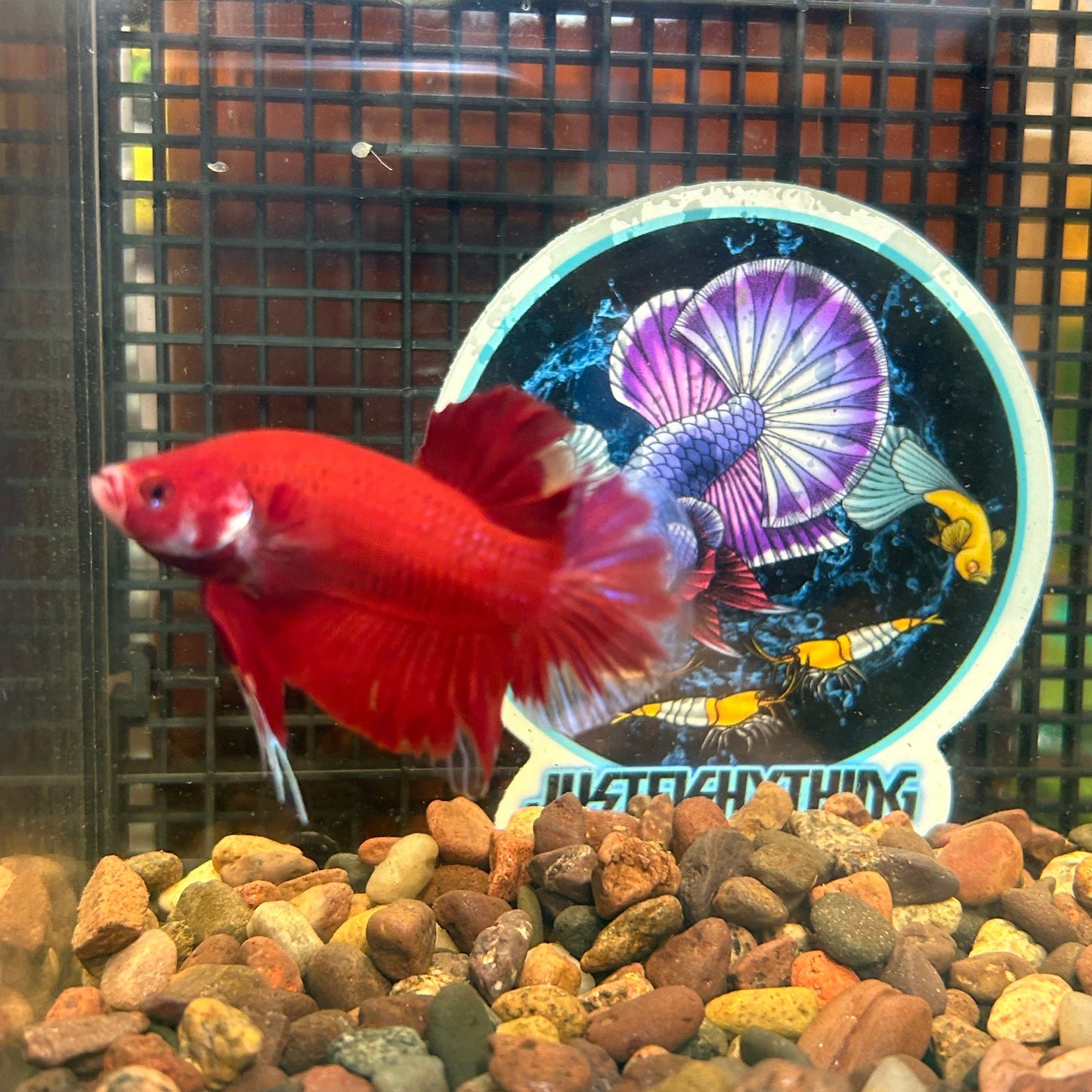 Giant Super Red Plakat - Male Betta 046 BO 4cm