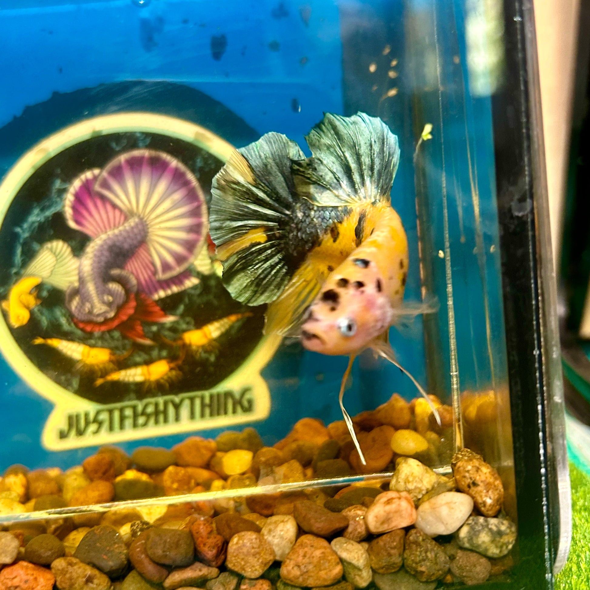 Giant Yellow galaxy Plakat - Male Betta 084 BO 6cm