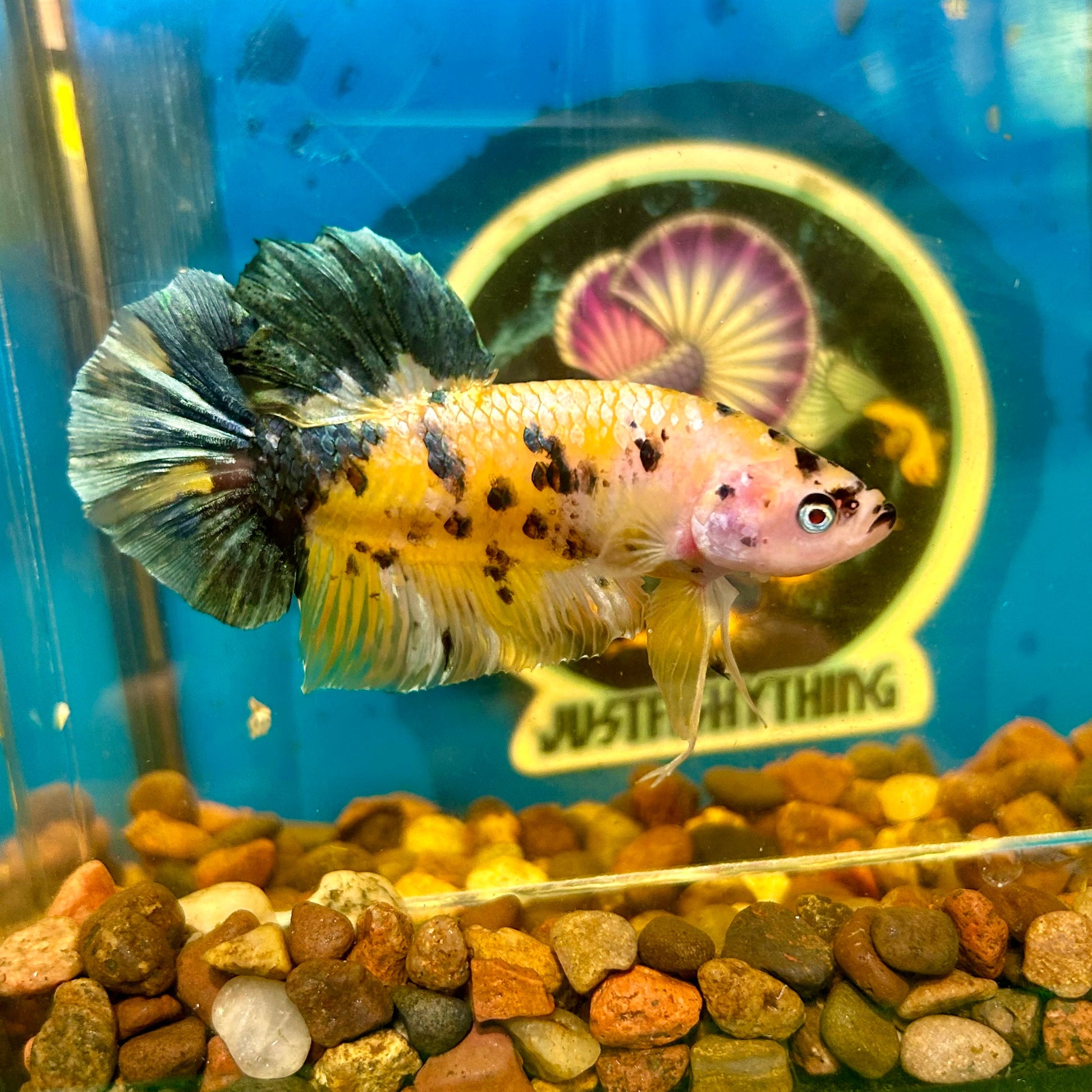 Giant Yellow galaxy Plakat - Male Betta 084 BO 6cm