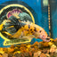 Giant Yellow galaxy Plakat - Male Betta 084 BO 6cm