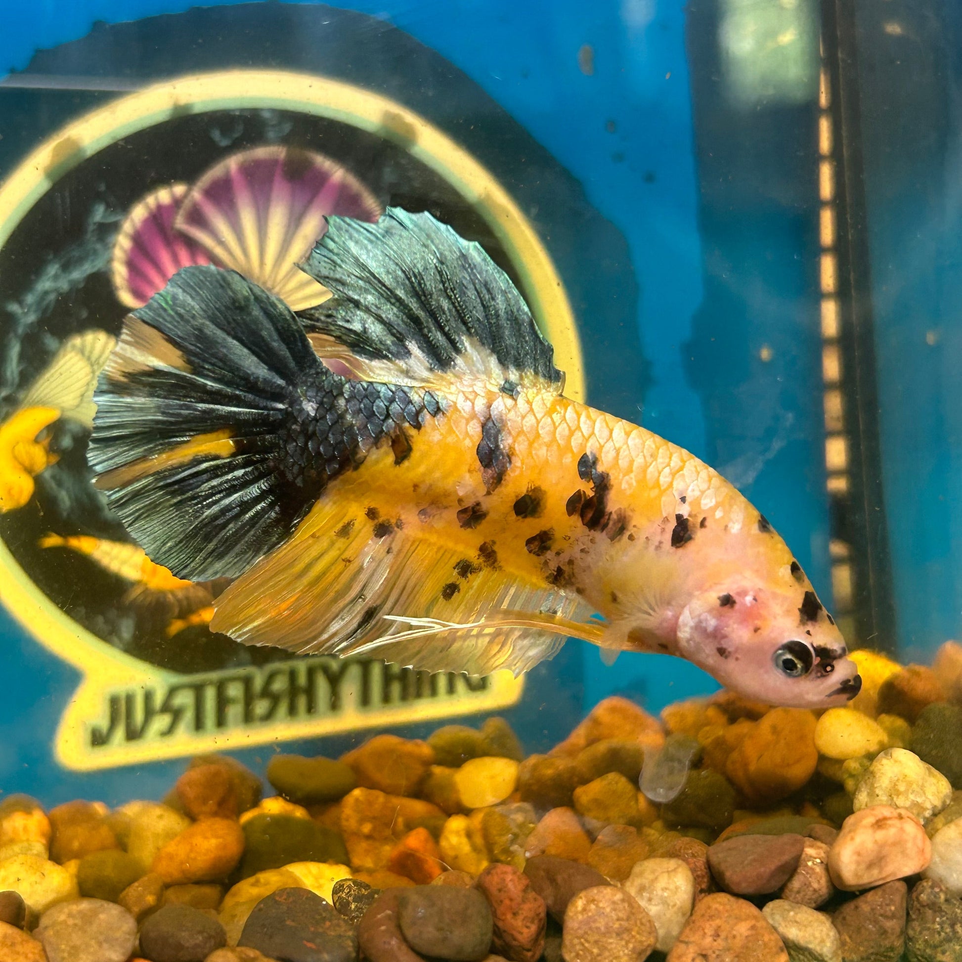 Giant Yellow galaxy Plakat - Male Betta 084 BO 6cm