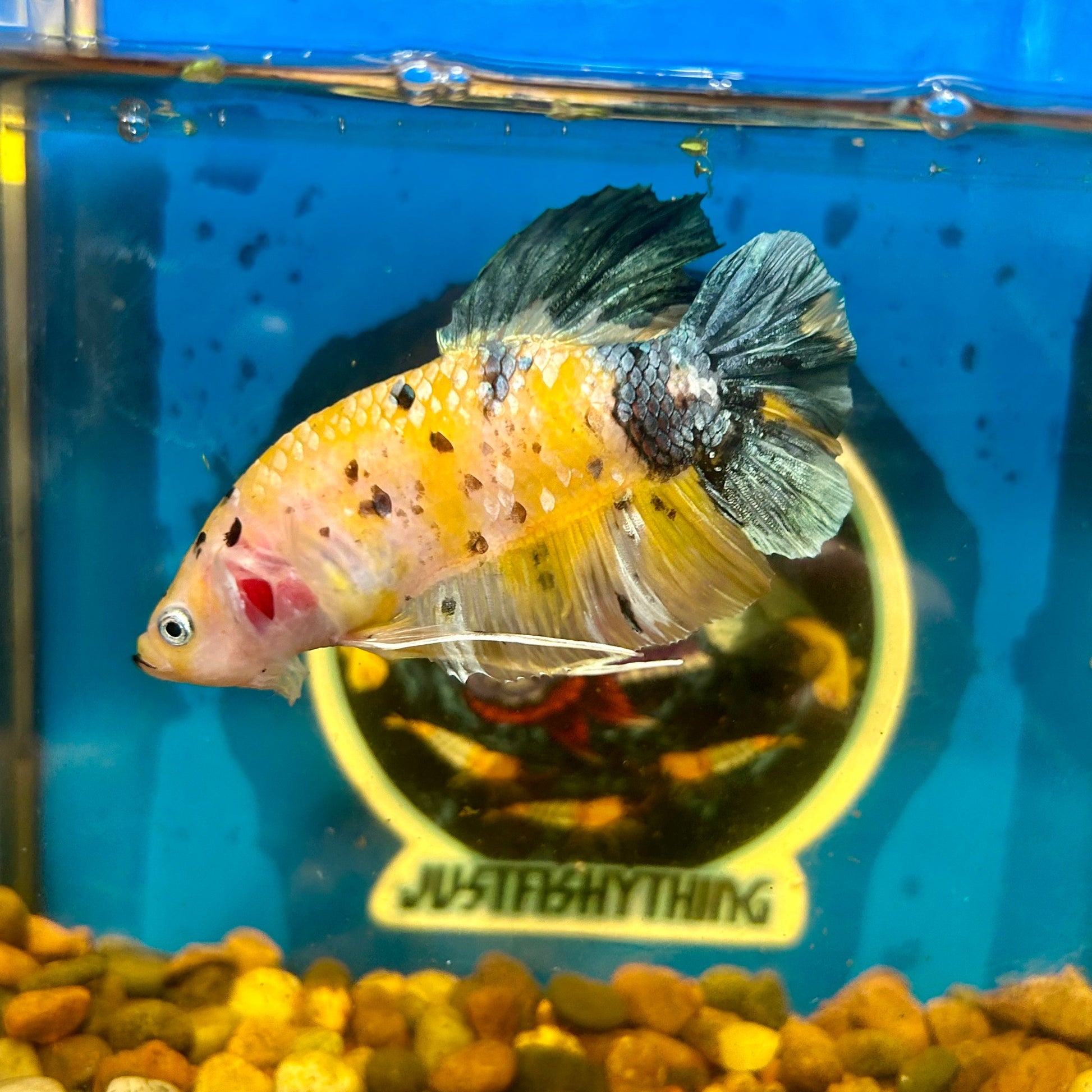 Giant Yellow galaxy Plakat - Male Betta 084 BO 6cm