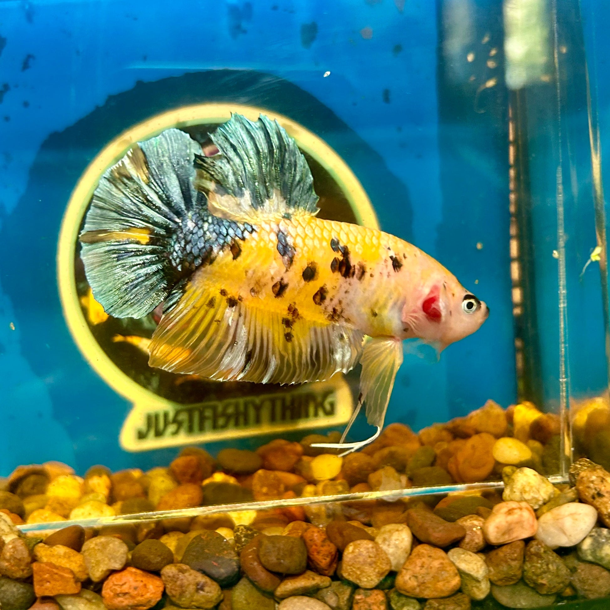 Giant Yellow galaxy Plakat - Male Betta 084 BO 6cm