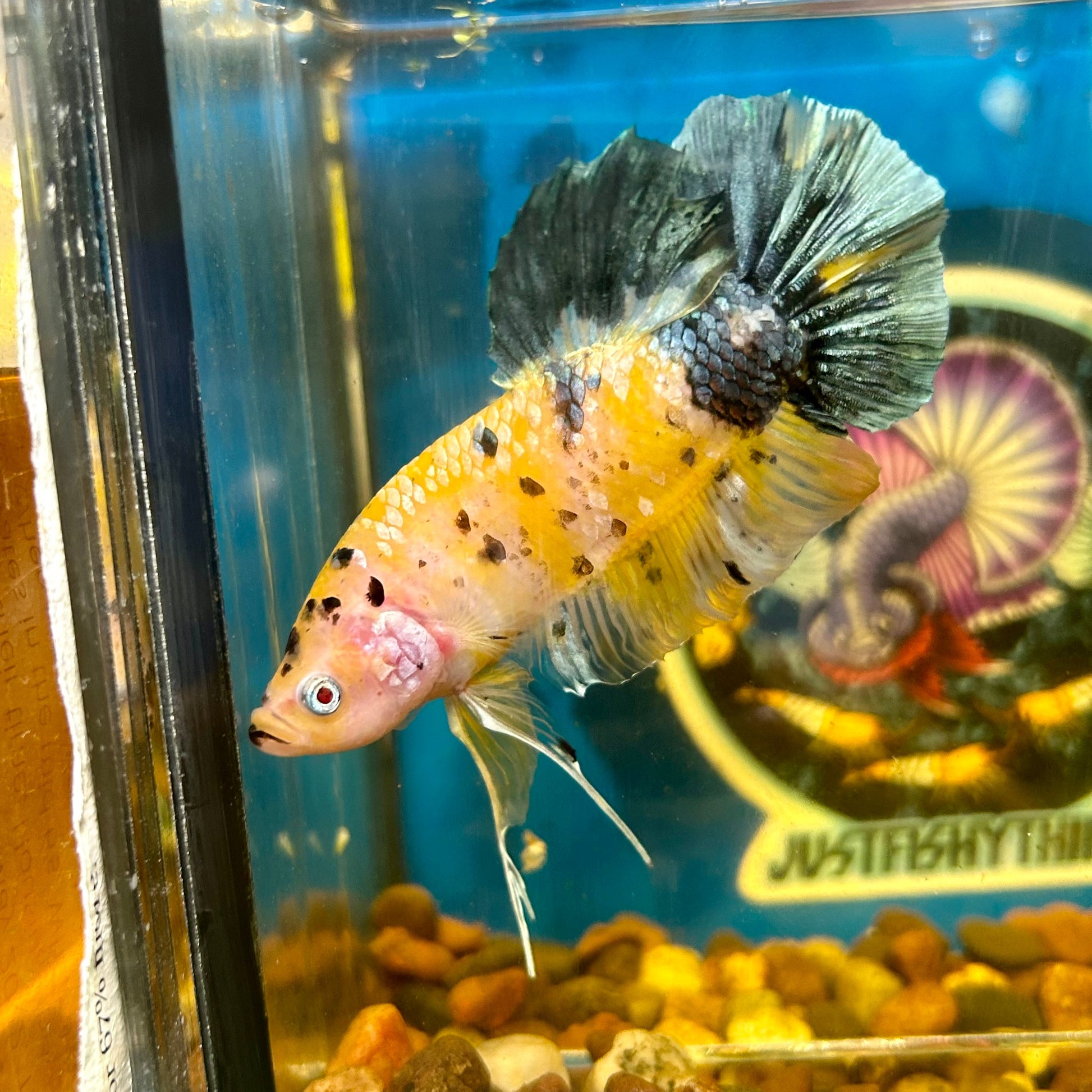 Giant Yellow galaxy Plakat - Male Betta 084 BO 6cm