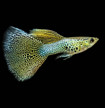 Gold Lace - Guppy