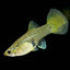 Gold Lace - Guppy